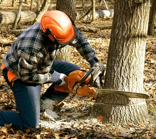 Tree Removal in Nixon, TX